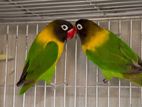 Yellow Collerd Love Bird