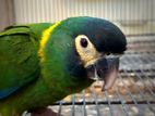 Yellow Collerd Macaw for Sell