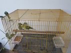 Yellow color cage with free Budgerigar bird