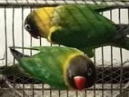 Yellow color love bird breeding pair