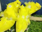 Yellow DF Budgerigar