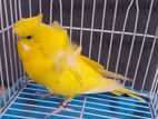 Yellow DF JP Budgerigar Female বাজরিগার