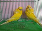 Yellow Df Jp Budgerigar Pair