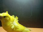 Yellow Df Jp
