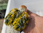 Yellow dominant sun conure