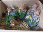 Yellow Dominos Sun Conure Tame Size Bby