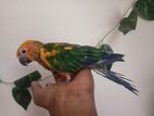 Yellow Dominos Sun Conure Team Size Baby