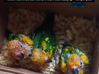 Yellow Dominos Sun Conure Team Size Baby