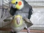 Yellow Face Cocateil pair for sale