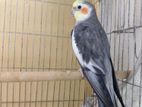 Yellow Face cockatiel Running Male