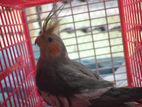 Yellow Face Grey Cockatiel