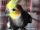 Yellow Face Male + Cinnamon Female Cockatiel