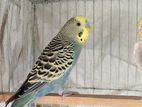 YELLOW FACE MAUVE BUDGIE MALE