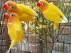 Yellow Ficer love birds