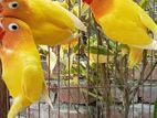 Yellow Ficer love birds
