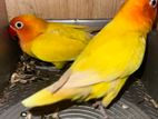 Yellow Fishar And Green Love Bird