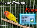 Yellow Fishar Love bird Female (DNA)