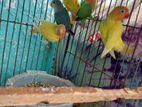 yellow fishar running pair and 5ta new adult love bird sell hobe