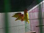 Yellow Fisher Adult Pair