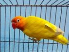 Yellow fisher female