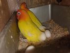 Yellow Fisher Love Bird Ring Running Pair with Egg