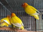 Yellow fisher lovebird for sell