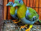 Yellow Footed Green Pigeon & Indian Ringnek