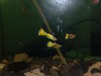 Yellow Gold Tuxedo Guppy(semiadult)