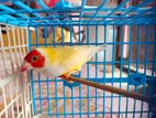 Yellow Goldian Finch pakhi |