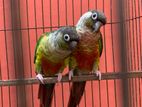 Yellow green cheek Conure