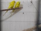 Yellow Jp Budgeriger