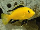 YELLOW LAB cichlid