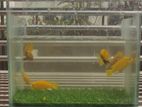 Yellow Lab Cichlid Pair large size