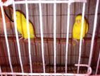 yellow lotino red eyes pair (adult pair)