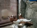 yellow magpie pouter baby pair