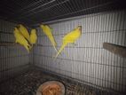 Yellow Ringneck 5 pis