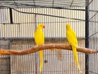 Yellow Ringneck adult pair