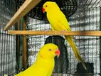Yellow Ringneck Adult Piar