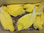 Yellow Ringneck Baby Team sell