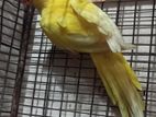 yellow ringneck female tiya