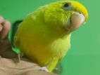 yellow ringneck