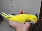 Yellow Ringneck