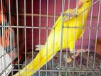 Yellow Ringneck Holland Breed