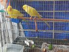 Yellow Ringneck Pair