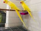 Yellow Ringneck Pair