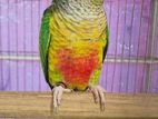 Yellow shided conure