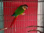 Yellow Side Conure Female