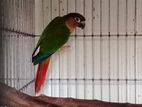 yellow side conure