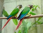 Yellow sided conure adult pair