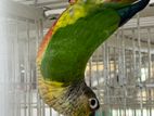 Yellow Sided Conure Adult Pair